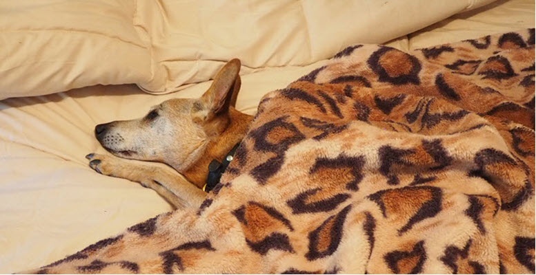 A dog under a leopard skin blanket, signifying SightSounder blanket warranty coverage.