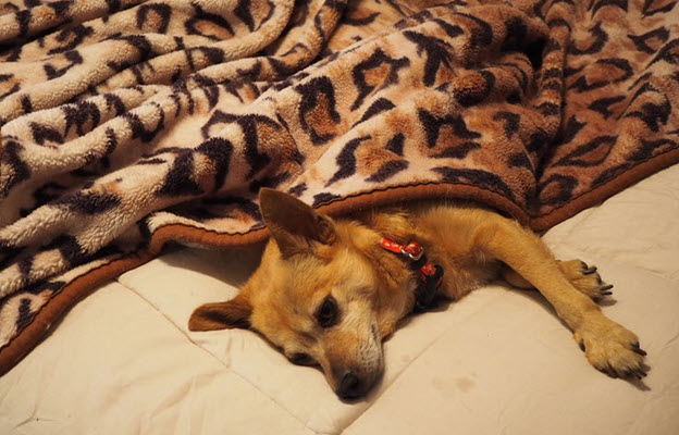 A dog under a leopard skin blanket, signifying SightSounder GuardDog blanket warranty covrage.